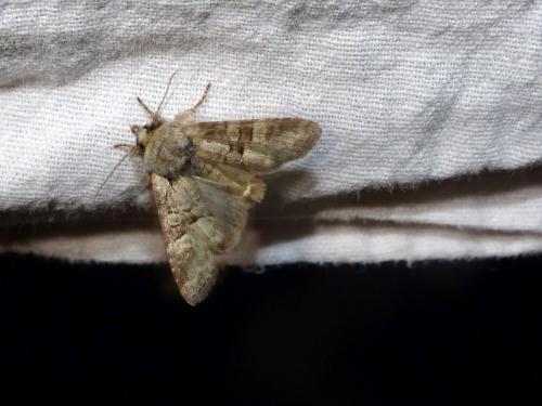 Réf. 185 382 : Brachylomia viminalis